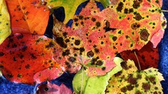 Leaves multicolor fallen leaves