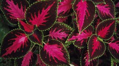 Leaves national geographic