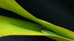 Leaves national geographic lizards