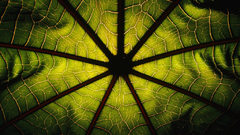 Leaves national geographic macro