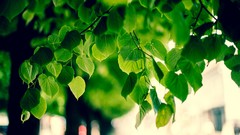 Leaves nature