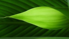 Leaves nature abstract bizarre