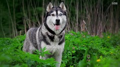 Leaves nature Animals Dogs Siberian Husky husky