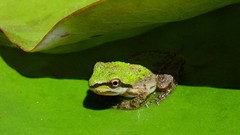 Leaves nature Animals Frogs young amphibians baby animals