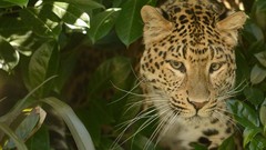 Leaves nature Animals Leopards