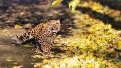 Leaves nature Animals Leopards wildlife fallen leaves