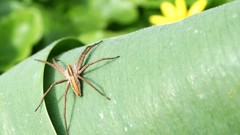 Leaves nature Animals spiders Plants insects