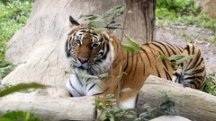 Leaves nature Animals Tigers tree trunk