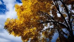 Leaves nature autumn