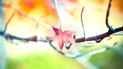 Leaves nature autumn