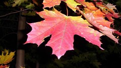Leaves nature autumn