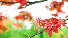 Leaves nature autumn