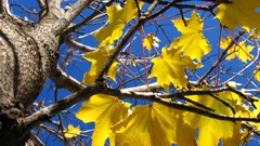 Leaves nature autumn