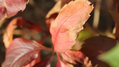 Leaves nature autumn