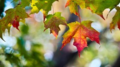 Leaves nature autumn