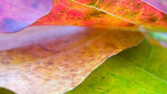 Leaves nature autumn