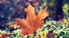 Leaves nature autumn