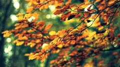 Leaves nature autumn