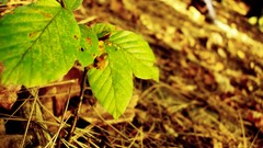 Leaves nature autumn