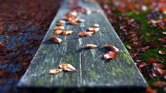 Leaves nature autumn bench