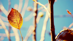 Leaves nature autumn blurred background