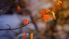 Leaves nature autumn blurred background