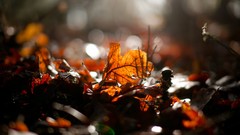 Leaves nature autumn bokeh