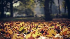 Leaves nature autumn bokeh forests depth of field