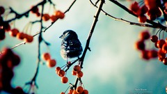 Leaves nature autumn branches Birds Berries blurred background