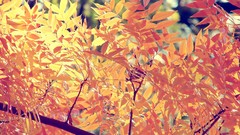 Leaves nature autumn branches Plants autumn leaves flora