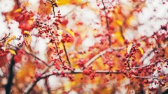 Leaves nature autumn branches Plants Berries autumn leaves flora