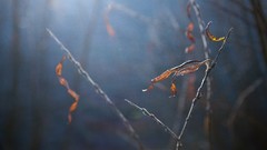Leaves nature autumn close-up