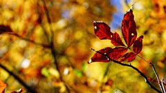 Leaves nature autumn depth of field