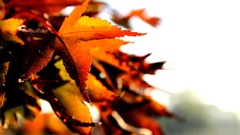 Leaves nature autumn depth of field