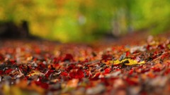 Leaves nature autumn fallen leaves