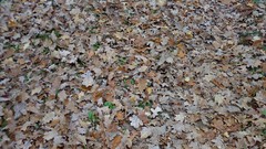 Leaves nature autumn fallen leaves