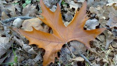 Leaves nature autumn fallen leaves