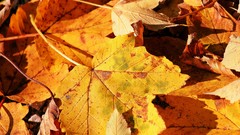 Leaves nature autumn fallen leaves
