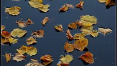 Leaves nature autumn floating