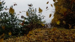 Leaves nature autumn forests fallen leaves