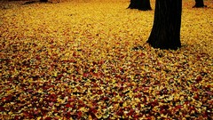 Leaves nature autumn forests fallen leaves
