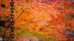 Leaves nature autumn Japan