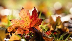 Leaves nature autumn maple-leaf