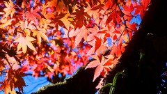 Leaves nature autumn maple-leaf