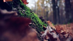 Leaves nature autumn moss bokeh fallen leaves depth of field 