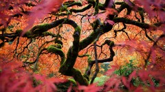 Leaves nature autumn moss maple Portland national geographic