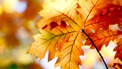 Leaves nature autumn orange