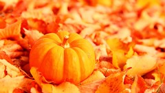 Leaves nature autumn orange pumpkins fallen leaves
