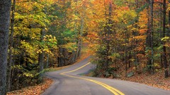 Leaves nature autumn roads curve