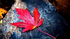 Leaves nature autumn rocks fallen leaves